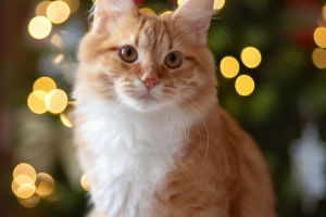 Why Is Your Cat Staring?