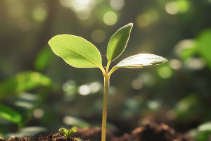 Sunshine Boosts Plant Growth