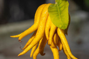Bergamot: Secret Health!