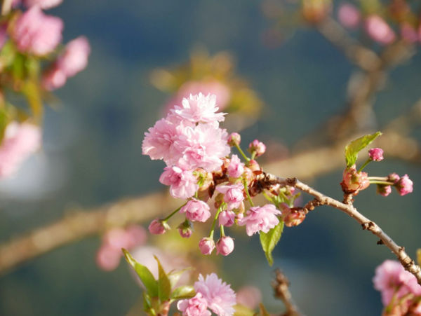 Ilustrasi Apakah Pohon Sakura Bisa Tumbuh di Indonesia, Foto:Unsplash/Robert Hirzinger