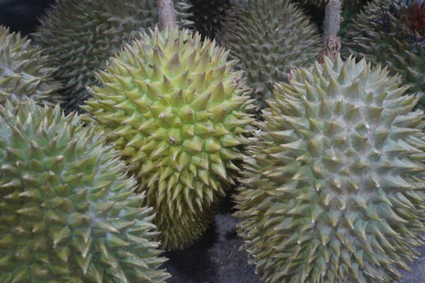 Ilustrasi cara agar durian cepat jatuh dari pohon, Foto: Pixabay/SpencerWing