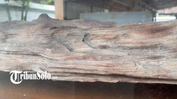 Kayu bagian dari getek yang digunakan Raden Joko Tingkir dan ketiga sahabatnya menyusuri Sungai Bengawan Solo dari Sukoharjo menuju Sragen di kompleks Makam Butuh, di Desa Gedongan, Kecamatan Plupuh, Kabupaten Sragen.