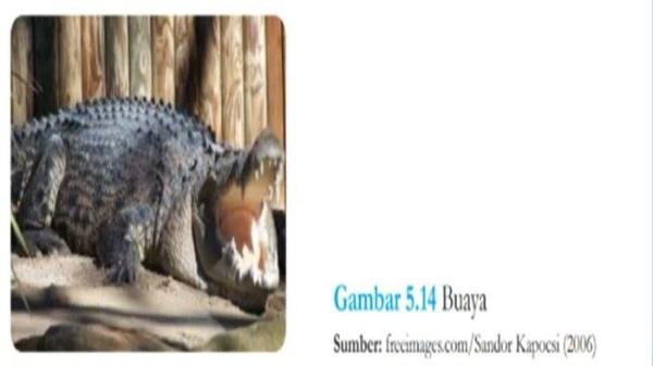Gambar Buaya IPA Kelas 7 Halaman 144