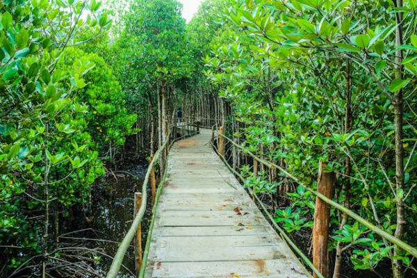 Fungsi hutan bakau. Foto adalah hutan bakau. Sumber foot: Pexels/icon0 com
