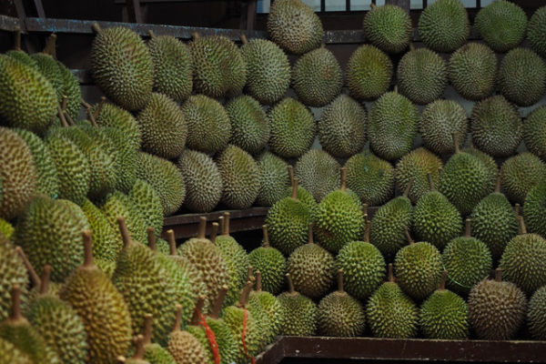 Ilustrasi Cara agar Durian Cepat Matang setelah Dipetik, Foto:Unsplash/Shino Nakamura