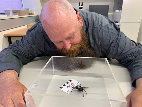 Penggemar laba-laba dan mantan Kepala Laba-laba di Taman Reptil Australia, Kane Christensen, mengamati spesies baru laba-laba jaring corong yang diberi nama Atrax christenseni di Museum Australia di Sydney, Australia, Selasa (14/1/2025). Foto: Stefica Nicol Bikes/REUTERS