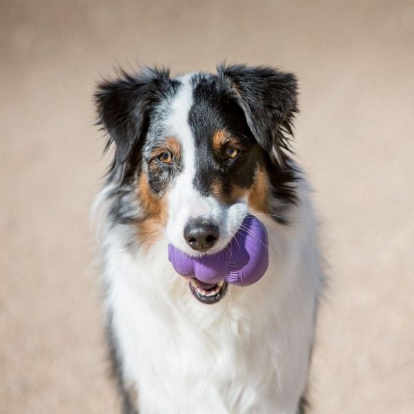 toys for pets
