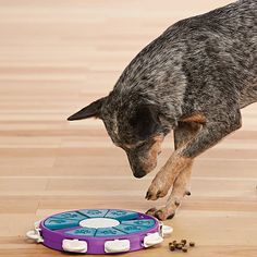 toys for pets