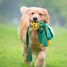toys for pets