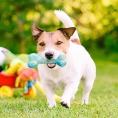 toys for pets