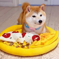toys for pets
