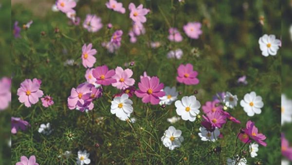 Home Gardening in Monsoon