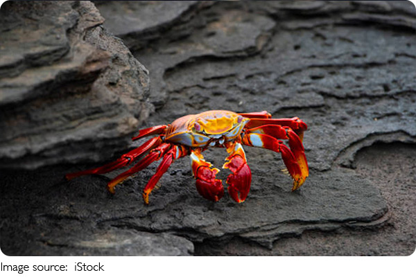 Simple Steamed Crab