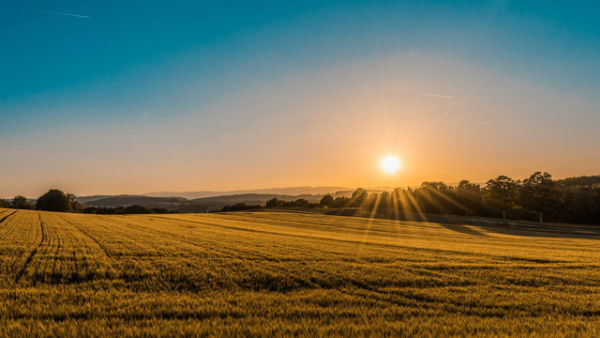 Ilustrasi ekosistem sawah. Foto: Unsplash