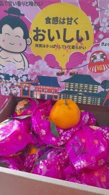 Jeruk Mandarin Dekopon wtg35r4yh45yh