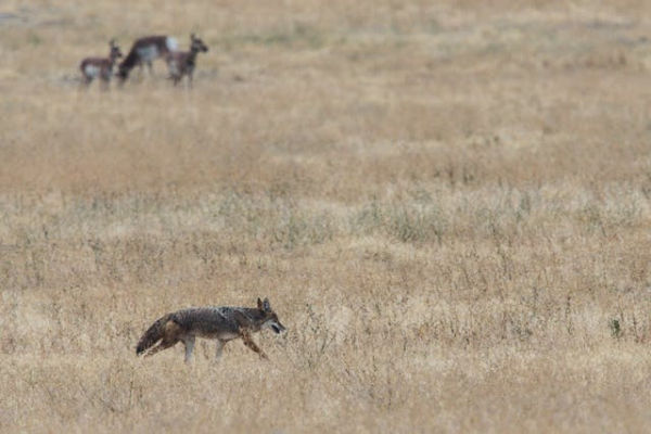 Ilustrasi coyote adalah. Sumber: pexels.com/Brett Sayles