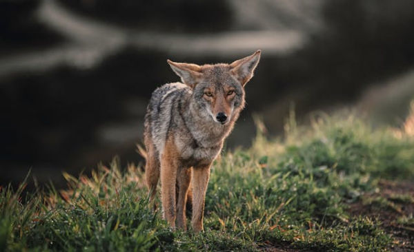 Ilustrasi coyote adalah. Sumber: pexels.com/Benjamin Farren