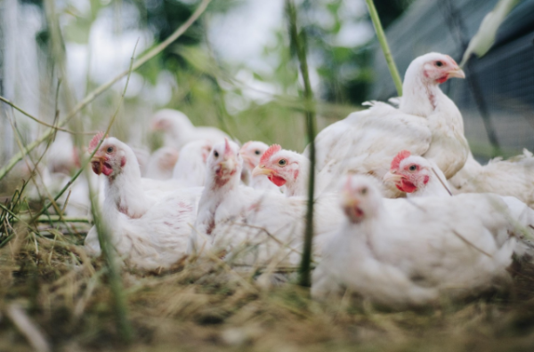 Ilustrasi apakah ayam memiliki rambut? Sumber foto: Pixabay/ bohdanchreptak