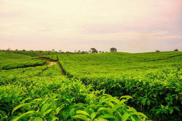 Ilustrasi Teh Hijau yang Bagus untuk Diet Sehat.<div  class=