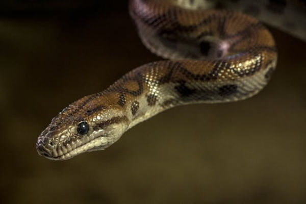 Ilustrasi apa itu black mamba? Sumber: Pexels/deedeedeedee