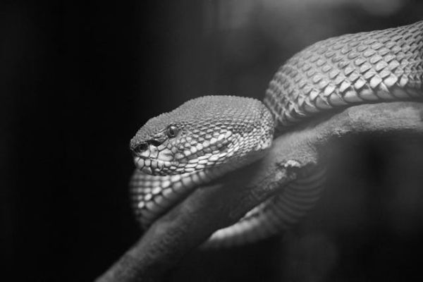 Ilustrasi apa itu black mamba? Sumber: Pexels/Abdullah Al-Harthy
