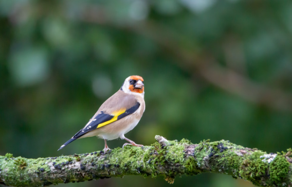 Ilustrasi Apabila Kutilang Banyak Diburu Hasil Panen Akan Apa? Sumber: Unsplash/Ruyan Ayten