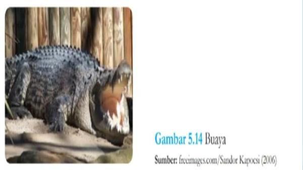 Gambar Buaya IPA Kelas 7 Halaman 144