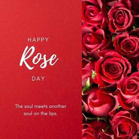 This may contain: red roses with the words happy rose day written on them are in front of a red background