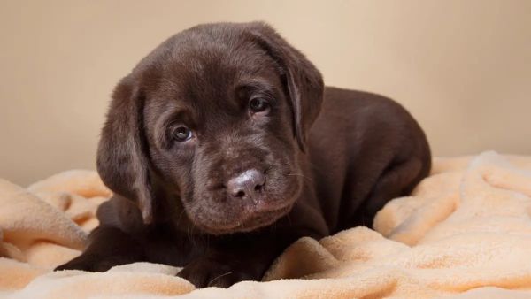 Dog Crying