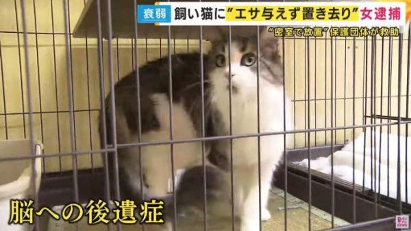 PENELANTARAN HEWAN - Tangkap layar YouTube KTV NEWS yang diambil pada Rabu (12/2/2025), memperlihatkan kondisi Miracle setelah menerima perawatan. Seekor kucing di Osaka, Jepang, berhasil selamat setelah ditinggal pemiliknya selama satu bulan.