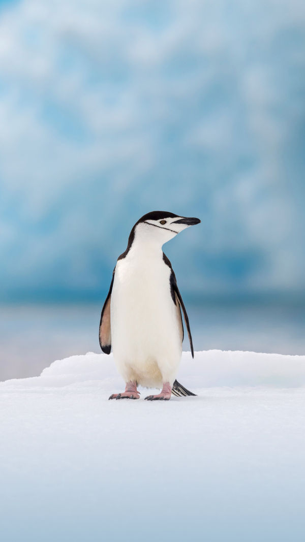8 Penguin Fun Facts