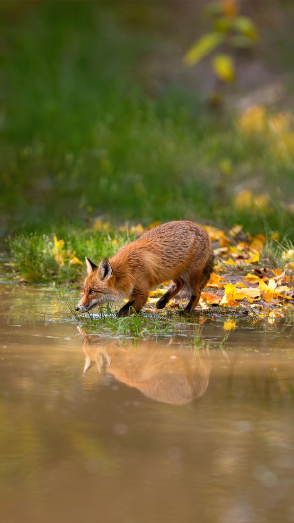 Wildlife Crisis? Act Now!