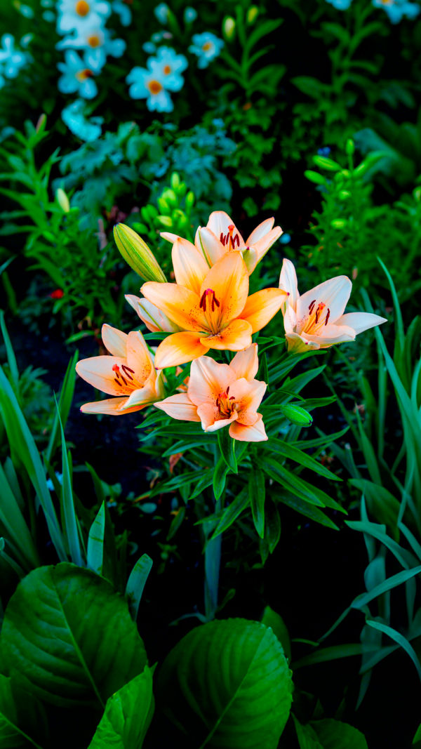 Amazing Alstroemeria Blooms!
