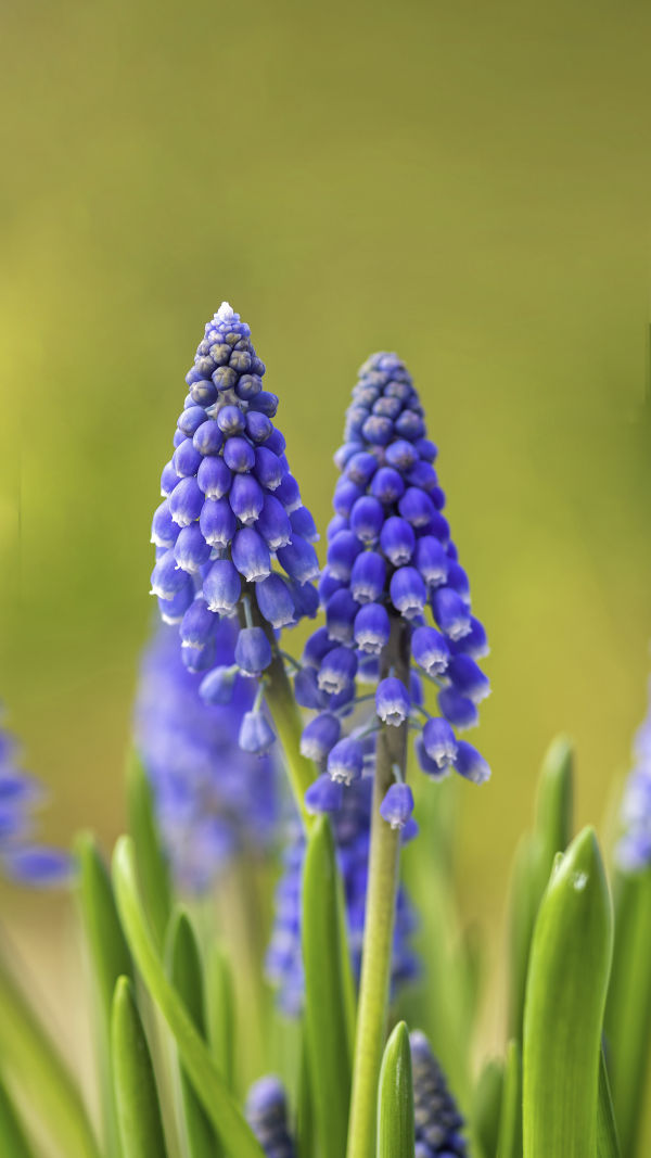 Winter Bulbs: Plant Now!