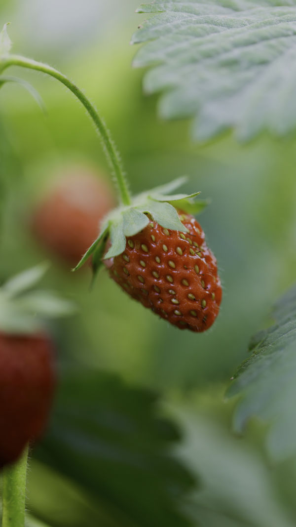 Hidden Gem in Strawberries
