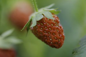 Hidden Gem in Strawberries