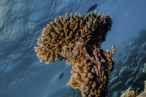 Coral & Algae: Age Defying?