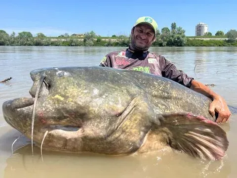 Pemancing Alessandro Biancardi dan tangkapannya lele Wels raksasa di Sungai Po, Italia