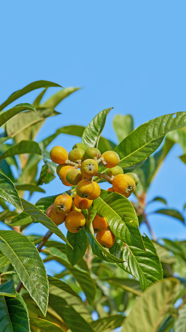 Marula: 4 Benefits!