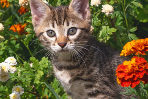 Top 10 Cat Breeds