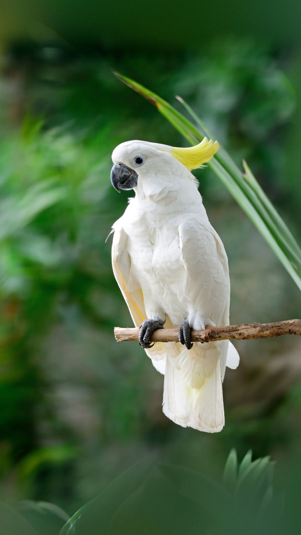 Birds Are Vanishing Fast!