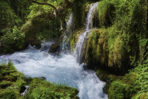 5 Facts about Rainforests