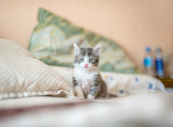 Ilustrasi Apakah Makanan Kucing Bisa untuk Kelinci, Unsplash/Kote Puerto