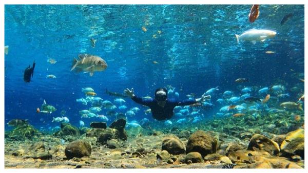 WAHANA LATIHAN SNORKELING: Pengunjung Sangat Antusias Snorkeling di Umbul Ponggok