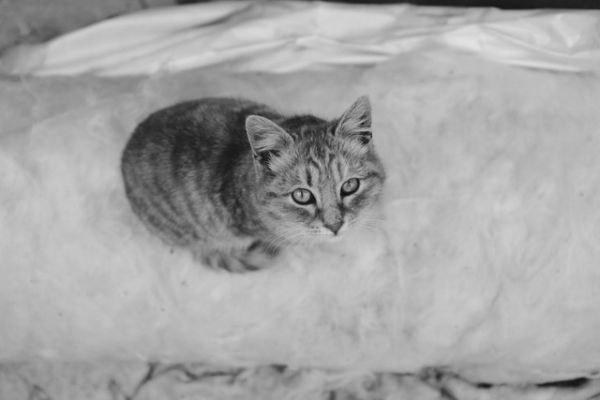 Ilustrasi Pasir Kucing Bentonite Terbaik.<div class=