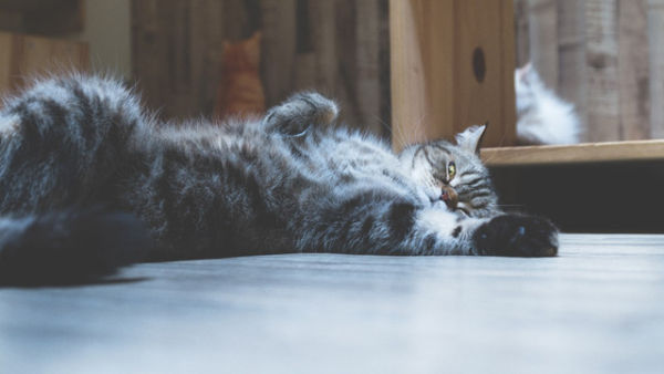 Ilustrasi Pasir Kucing Bentonite Terbaik. Unsplash.com/Syarafina Yusof