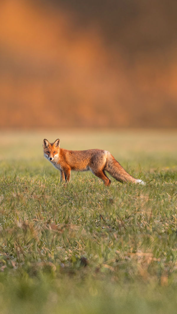 Wild Fox Wonders