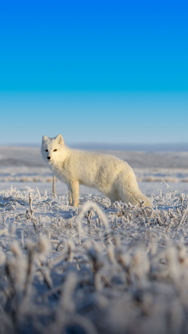 Arctic Fox Wonders