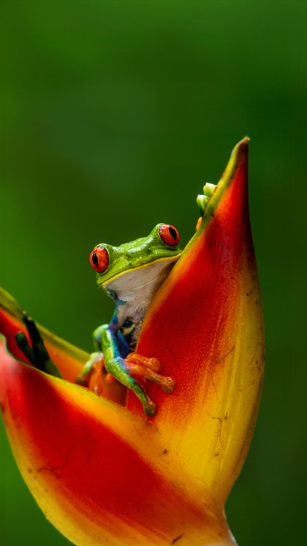 Frog Survival Hacks