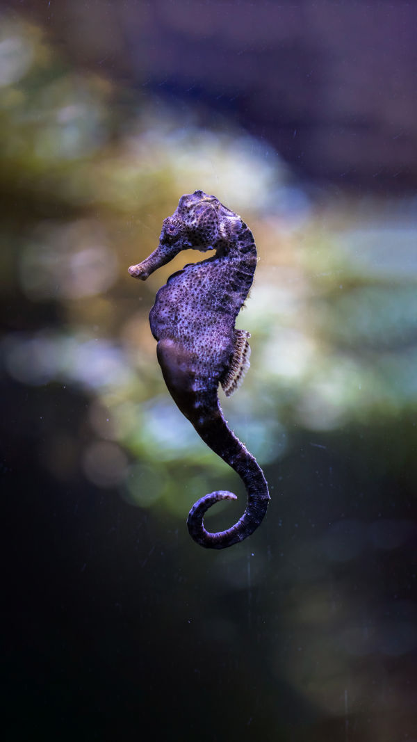 Sea Horse Wonders